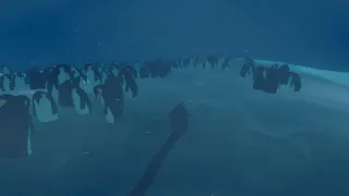 Penguin Colony screenshot 8